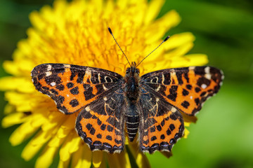 Obraz premium Beautiful butterfly on a yellow dandelion flower in a green field