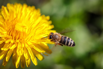 Bee on a yellow dandelion  flower collecting pollen and gathering nectar to produce honey in the hive