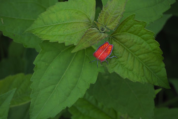 Orange insect close up