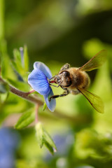 Bee on a blue flower collecting pollen and gathering nectar to produce honey in the hive