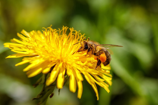 Bee on a yellow dandelion  flower collecting pollen and gathering nectar to produce honey in the hive