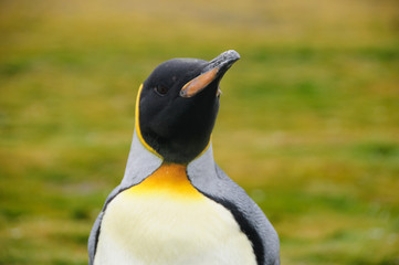 King Penguins on Salisbury plains