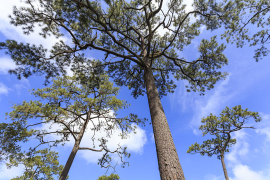 Kesiya pine tree (Pinus kesiya Royle ex Gordon) at Phu Kradueng National Park. On a height of 1,316 meters. Loei Province, Thailand