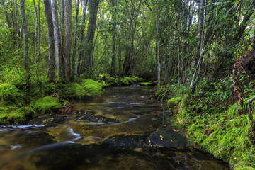Fototapeta na wymiar Flowing stream in forest located on the mountain in Phu Kradueng National Park, On a height of 1,316 meters. Loei Province, Thailand