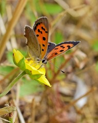 Schmetterling mit großen Augen