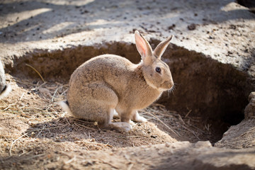 Hares on the ground in the wild