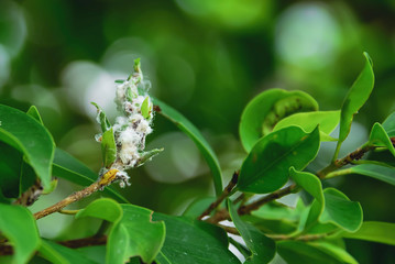 Mealybug