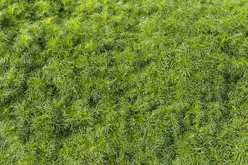 The young seedlings of cosmos flower not yet bloomed