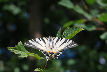 swallowtail nutterfly