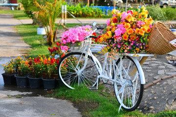 Fototapeta na wymiar Beautiful colorful flowers on white bicycle concept of wedding and valentine landscape in the garden background