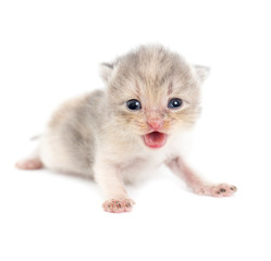 Newborn kitten on white background