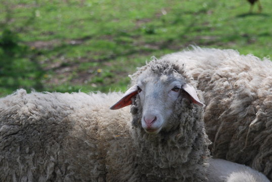 Sheepy