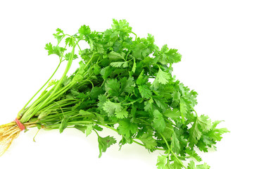 Coriander on white background