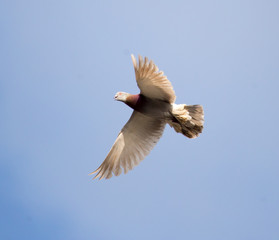Dove flying against a blue sky with clouds