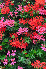 Flowers of a colorful geranium planted in the garden.