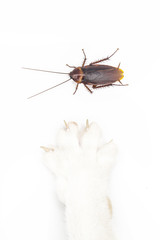 Cockroach with cat's paw isolated on white