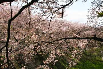 桜