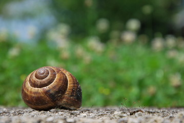 Vineyard snail