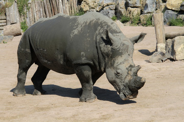 Naklejka premium rhinocéros