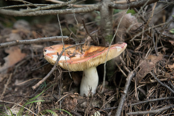 A mushroom called a russet grows in the forest and there are many small branches on it