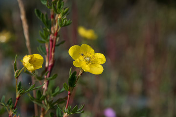 Naklejka premium Yellow flowers in the sunlight and a fly on them