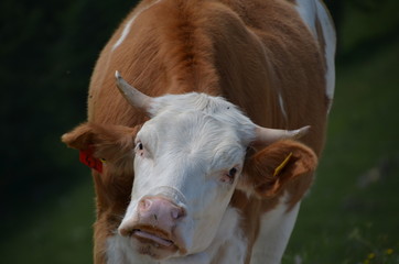 Kühe auf der Alm