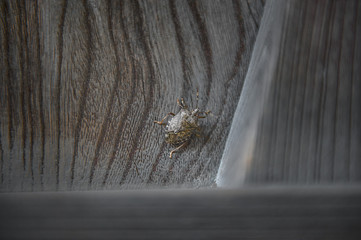Stink bug on wood door with wavy grain : A stink bug clings to a wood door. It has a large armor-like shell with wings underneath. The door has a bold and distinctive wavy grain texture.