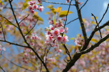Wild Himalayan Cherry