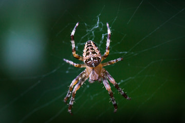 Nahaufnahme Spinne in Netz