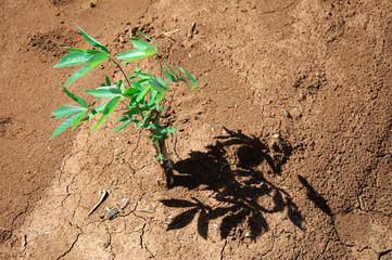 The cassava growing in plantation