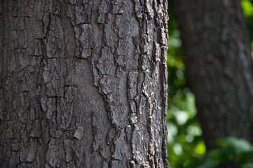 The bark on the tree size