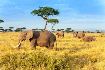 African elephant in The Maasai Mara National Reserve, Kenya