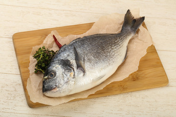 raw dorada fish