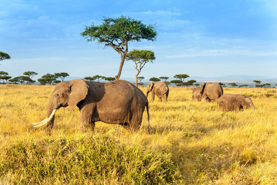 Fototapeta African elephant in The Maasai Mara National Reserve, Kenya