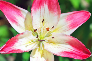 Fototapeta na wymiar Macro close-up Pink Lily blooming flower.