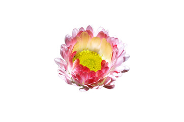flower daisy closeup isolated