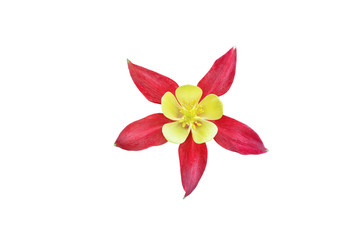 Beautiful red flower Aquilegia isolated