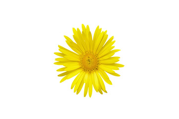 Doronicum orientale yellow flower isolated