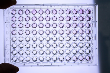 96 wells microplate