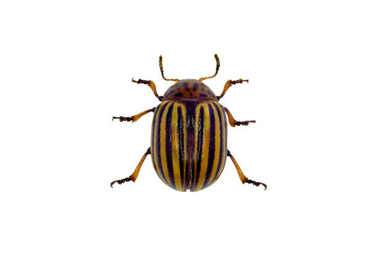 Colorado Potato Beetle On White Background