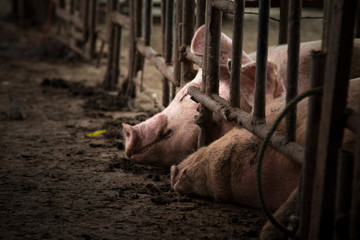 Pig is in old and dirty iron stalls.
