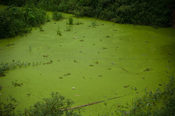 waste pond and green algae.