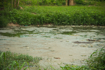 waste pond and green algae.