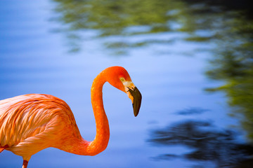 Fototapeta premium Pink flamingo on a pond in nature