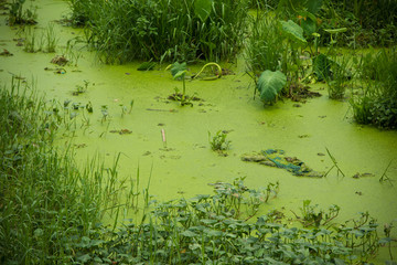waste pond and green algae.