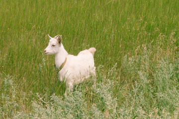 White goat grazes on the meadow
