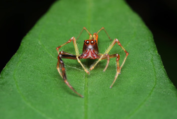 Macro Photography - A  Jumping Spider standing up top of finger. Image has grain or blurry or noise and soft focus when view at full resolution. (Shallow DOF)