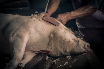 Swine slaughterhouse uses hot water for swine breeding in Thailand.