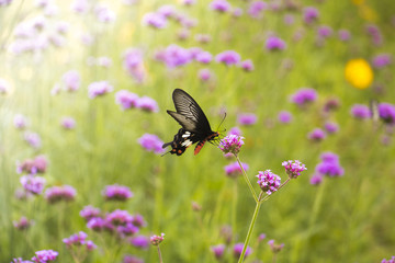 Beautiful Butterfly on Colorful Flower garden, background nature