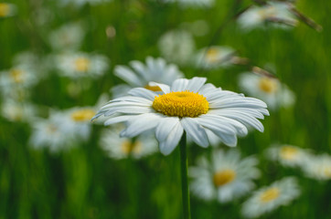 White wild daisies on a green meadow